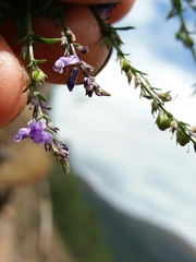 Anarrhinum bellidifolium