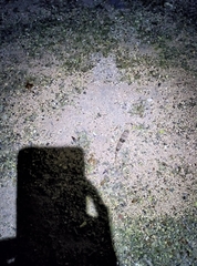 Yongeichthys nebulosus