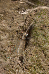 Cicindelina