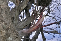 Tillandsia circinnatioides