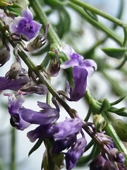 Anarrhinum bellidifolium