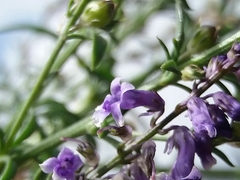 Anarrhinum bellidifolium
