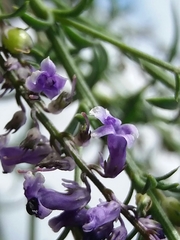 Anarrhinum bellidifolium