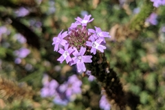 Glandularia lilacina