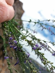 Anarrhinum bellidifolium