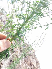 Anarrhinum bellidifolium