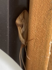 Platycentropus radiatus