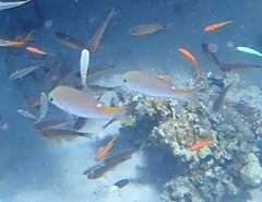 Neopomacentrus miryae