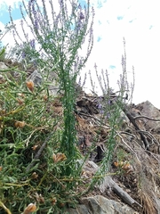 Anarrhinum bellidifolium