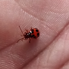 Paridea octomaculata