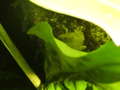 Diasporus hylaeformis
