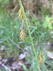 Carex castanea