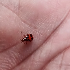 Paridea octomaculata