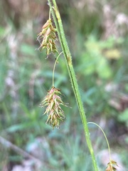 Carex castanea