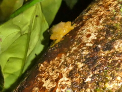Diasporus hylaeformis