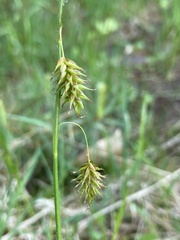 Carex castanea