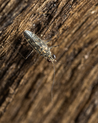 Leptopodomorpha