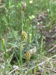 Carex castanea
