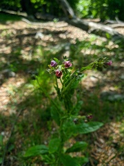 Cynoglossum germanicum