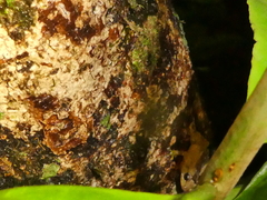 Diasporus hylaeformis