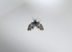 Clytocerus ocellaris