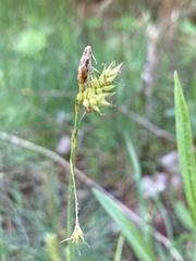 Carex castanea