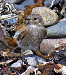 Lessonia rufa