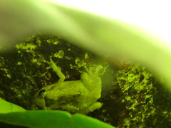 Diasporus hylaeformis
