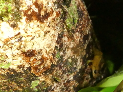 Diasporus hylaeformis