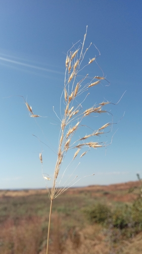 Chrysopogon serrulatus image