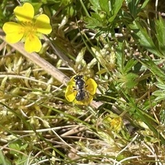 Andrena tarsata