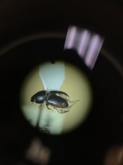 Calamosternus granarius