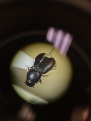 Calamosternus granarius