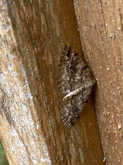 Macaria granitata