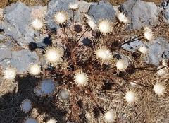 Centaurea redempta cytherea