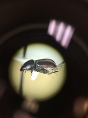 Calamosternus granarius