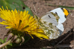 Anthocharis scolymus