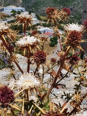 Centaurea redempta cytherea