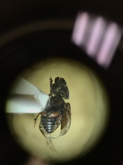 Calamosternus granarius