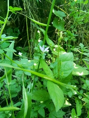 Cleome rutidosperma