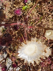 Centaurea redempta cytherea