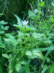 Cleome rutidosperma