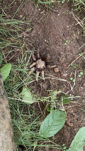 Agua Honda Tarantula