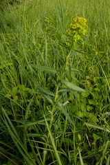 Euphorbia lucida