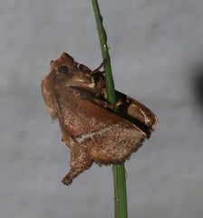 Birthamula rufa