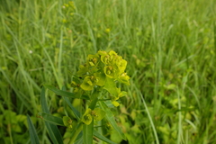 Euphorbia lucida