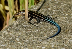 Plestiodon fasciatus