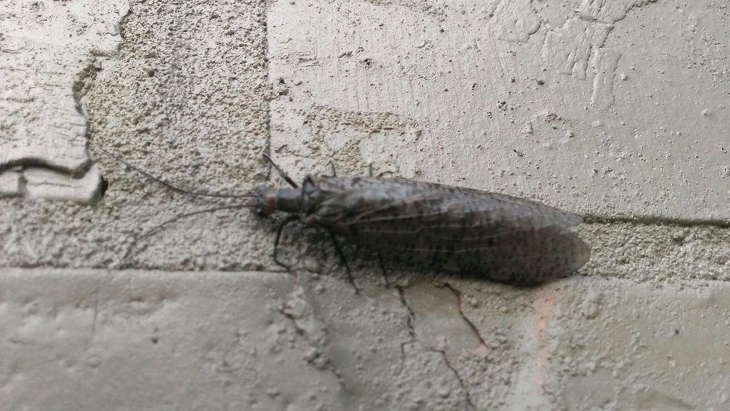 Neohermes concolor