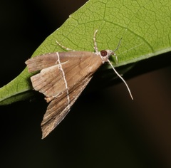 Catada vagalis