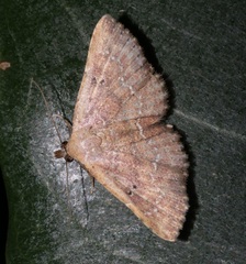 Cerynea punctilinealis